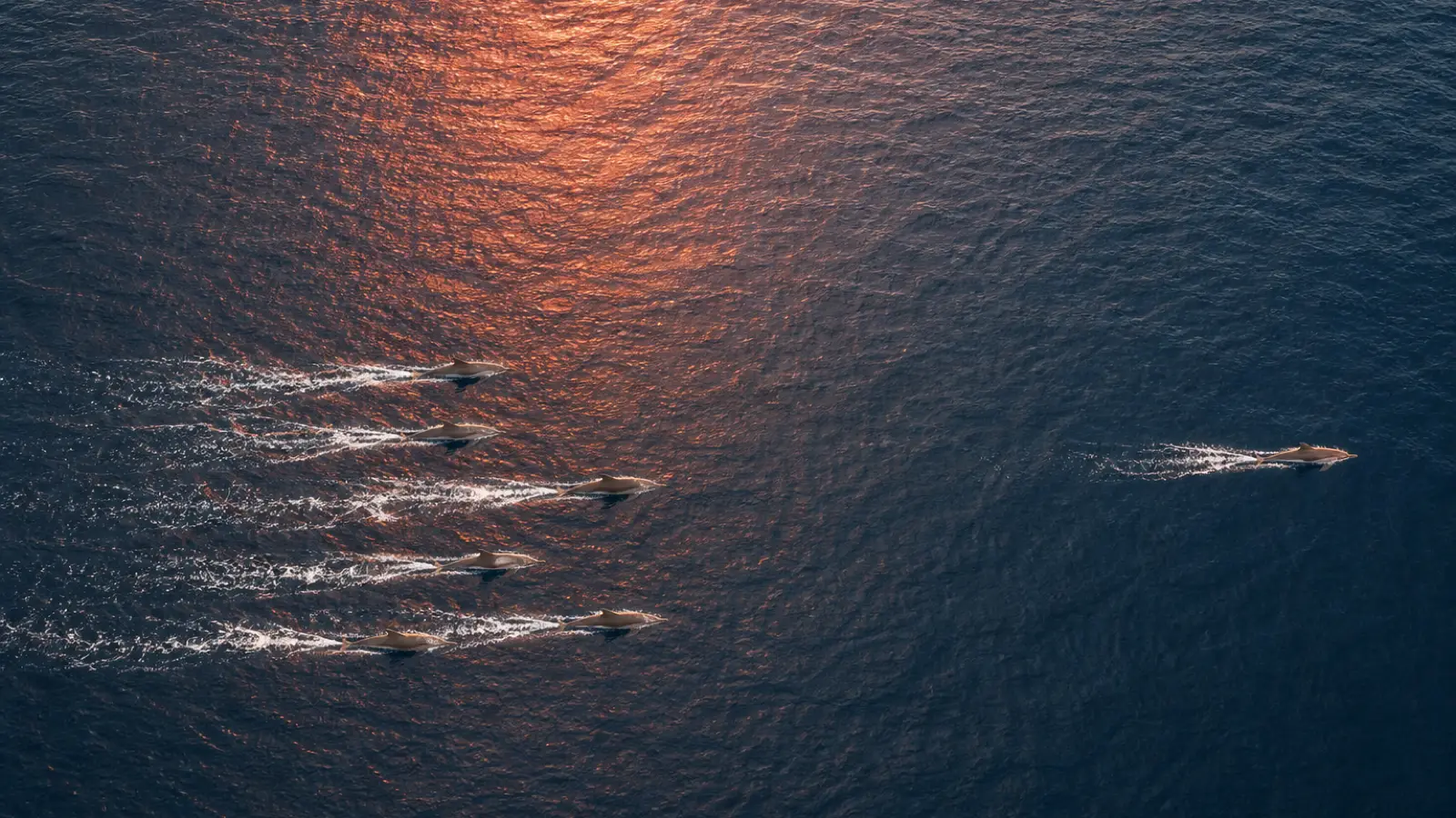 A pod of dolphins seen from above at sunset, one swimming clearly ahead of the rest