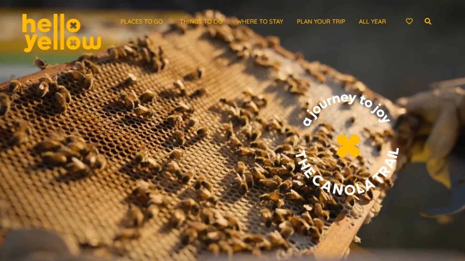 Hello Yellow, The Canola Trail, a Riverina tourism campaign site built by Creative Baguette